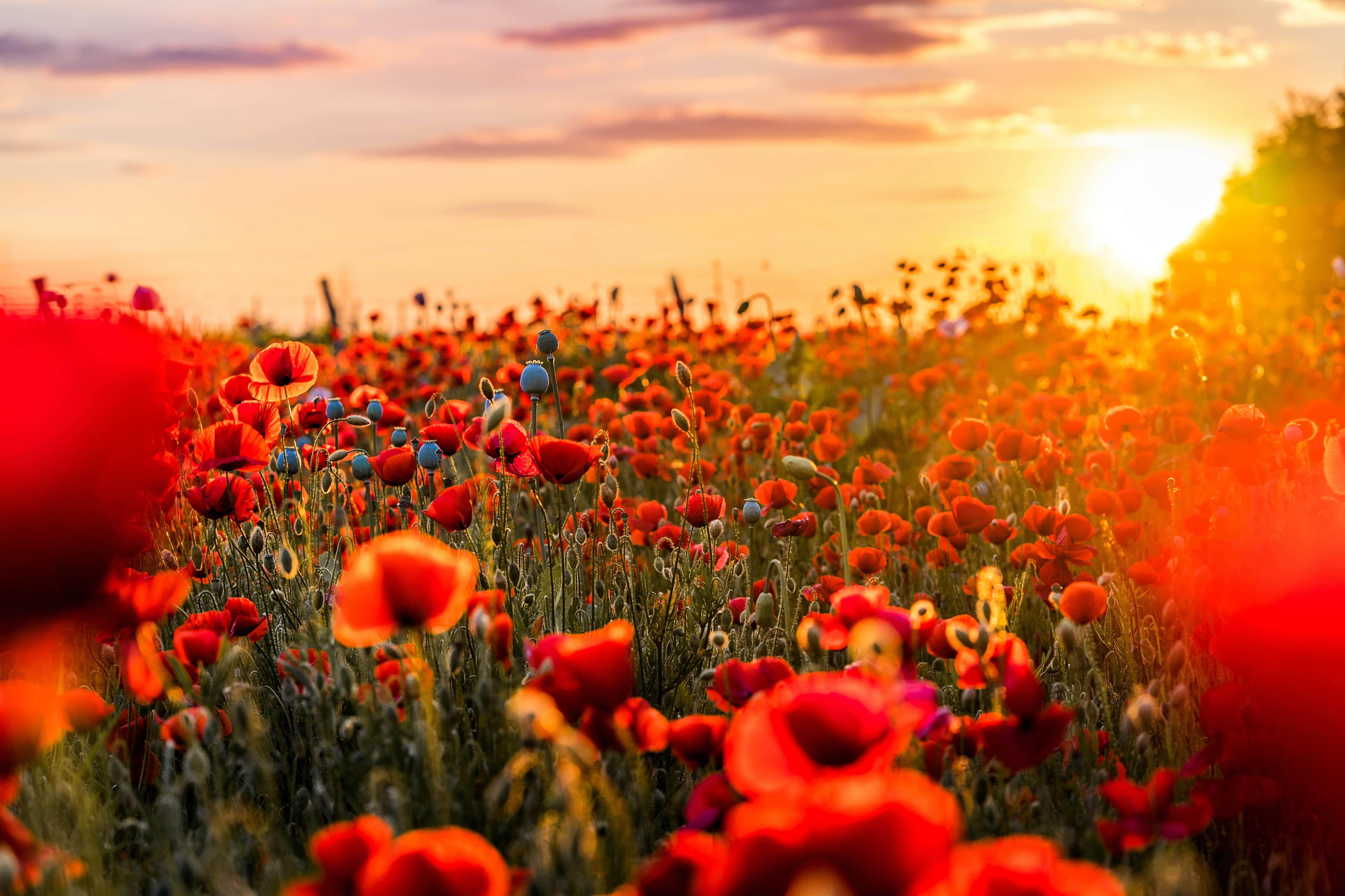 A field of poppies